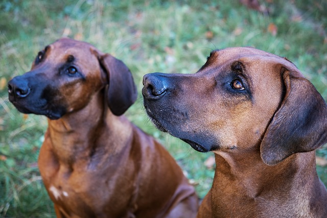 Rhodesian Ridgeback züchter Schweiz