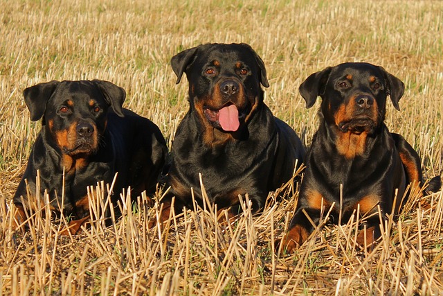 Rottweiler Kaufen Schweiz