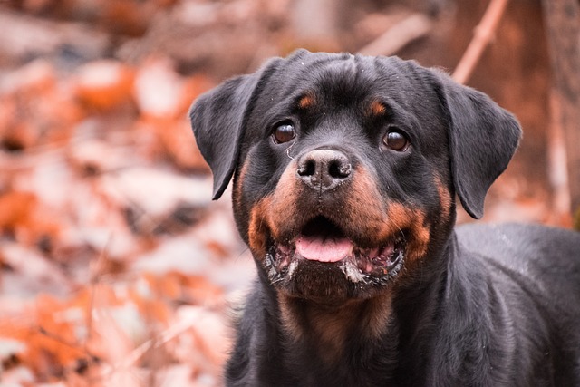 Rottweiler züchter Schweiz