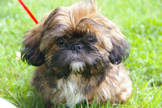 Shih Tzu Kaufen Schweiz