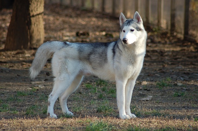 Siberian Husky Kaufen Schweiz