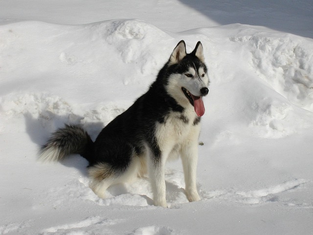 Siberian Husky züchter Schweiz