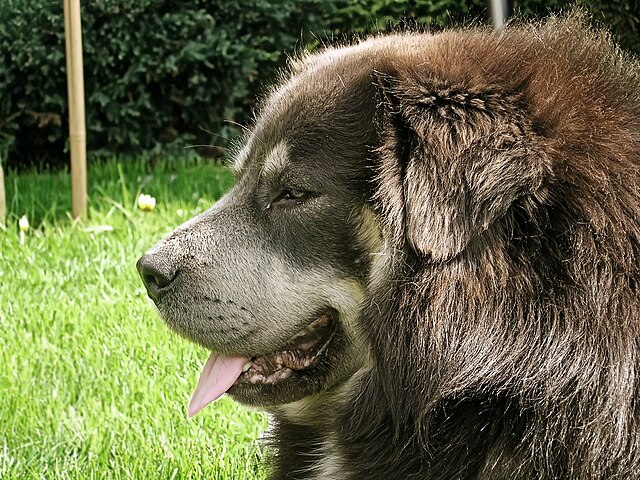 Tibet Dogge züchter Schweiz