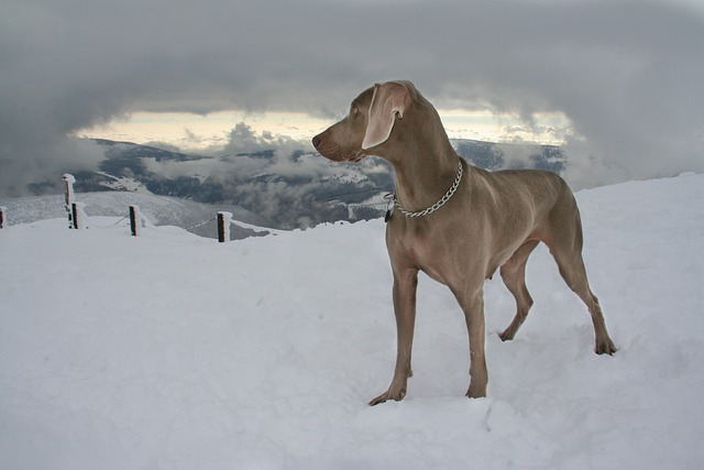 Weimaraner Kaufen Schweiz