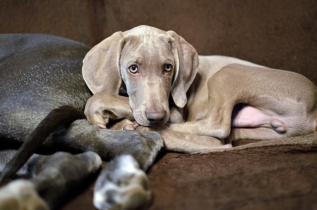 Weimaraner züchter Schweiz