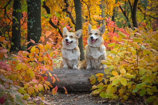 Welsh corgi Kaufen Schweiz