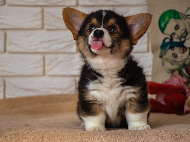 Welsh corgi züchter Schweiz