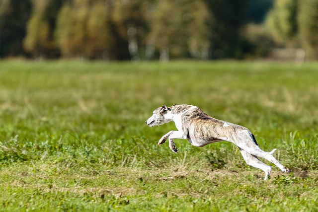 Whippet Kaufen Schweiz