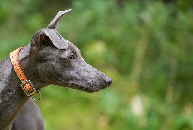 Whippet züchter Schweiz