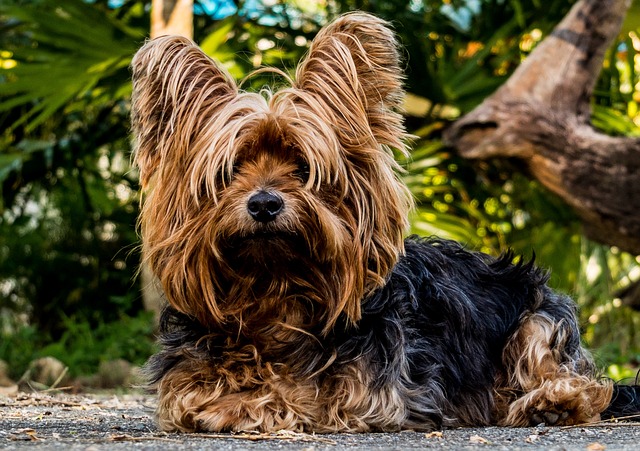 Yorkshire Terrier Kaufen Schweiz