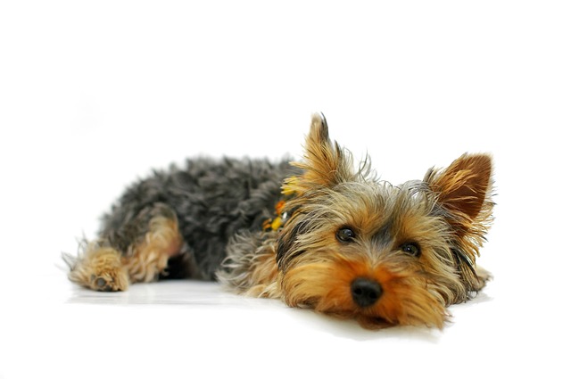 Yorkshire Terrier züchter Schweiz